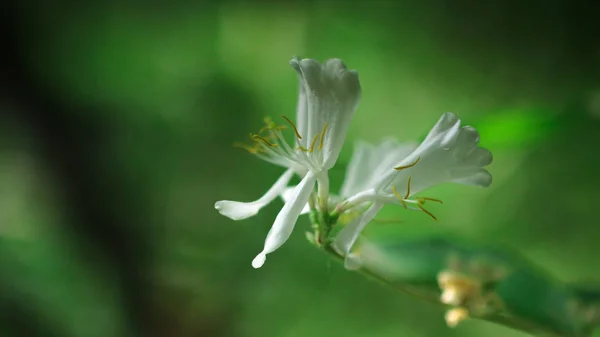 Hermoso Plano Botánico Fondo Pantalla Natural — Foto de Stock