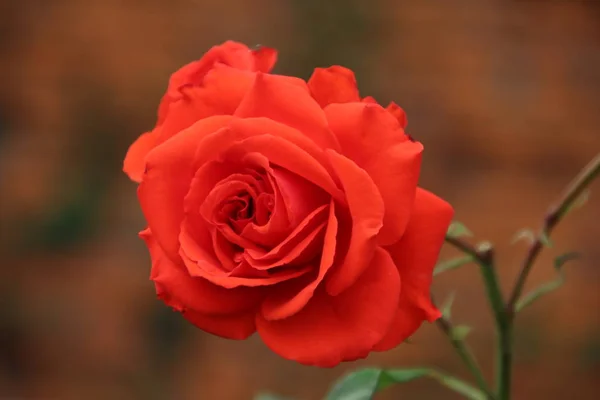 Rosa Roja Sobre Fondo Verde — Foto de Stock
