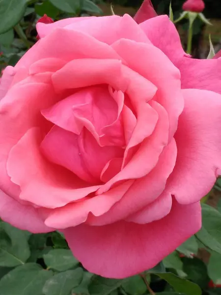 Flor Tierna Flor Primavera Durante Día — Foto de Stock