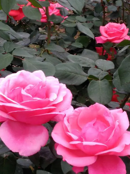 Vista Cerca Rosas Rosadas — Foto de Stock