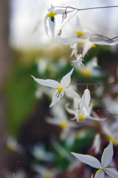 Pohled Květiny Kvete — Stock fotografie