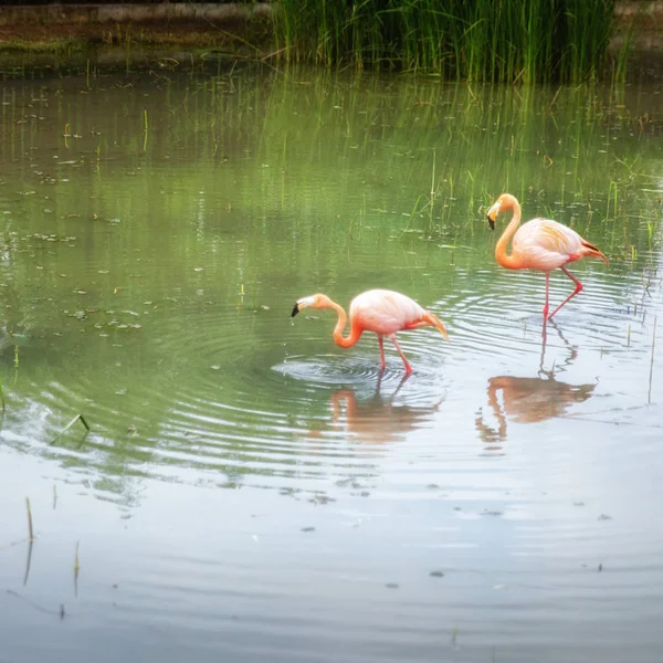 Flamingo Rosa Pássaros Flora Natureza — Fotografia de Stock