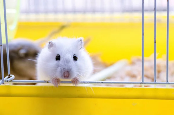 Hamster Mignon Dans Cage — Photo