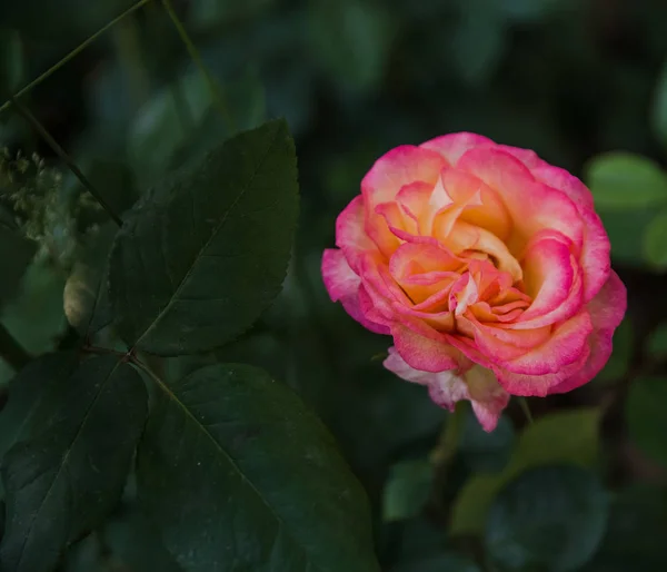 Primer Plano Flor Jardín — Foto de Stock