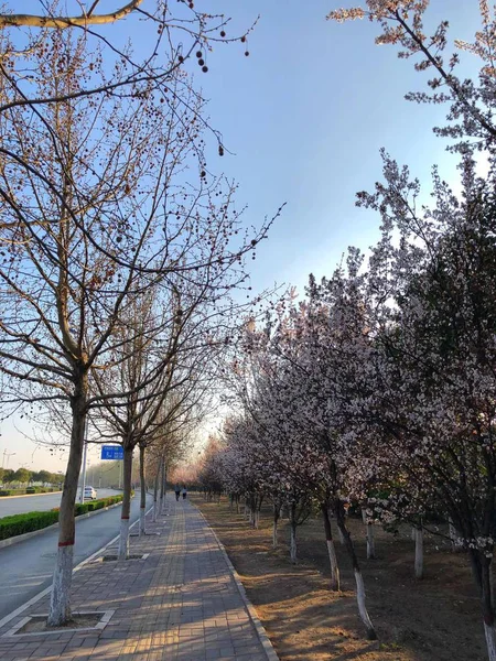 Hermoso Paisaje Primavera Con Cerezos Cielo Azul — Foto de Stock