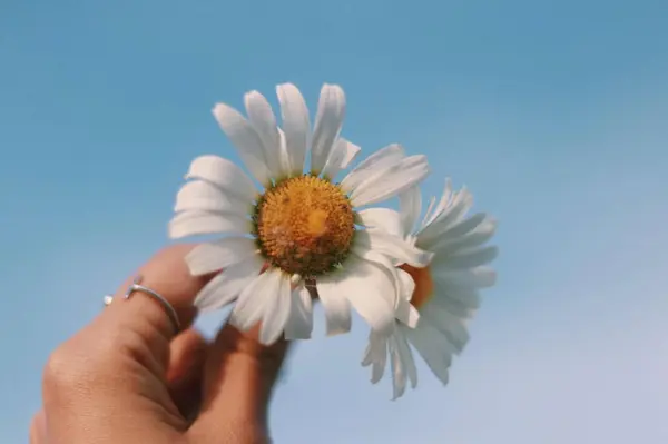 Hermosa Flor Margarita Sobre Fondo Cielo Azul — Foto de Stock