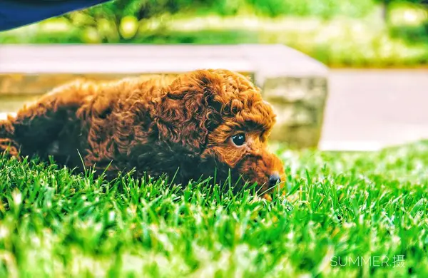 Retrato Lindo Perro Mascota — Foto de Stock