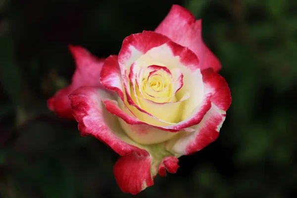 Nahaufnahme Schöner Blühender Rosenblüten — Stockfoto