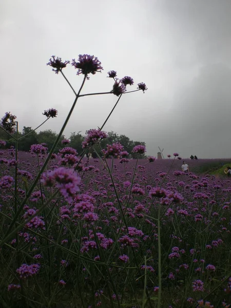 Hermosas Flores Jardín — Foto de Stock