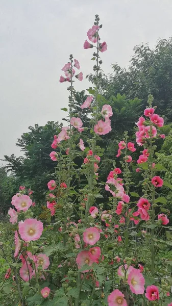 Nahaufnahme Schöner Blühender Blumen — Stockfoto