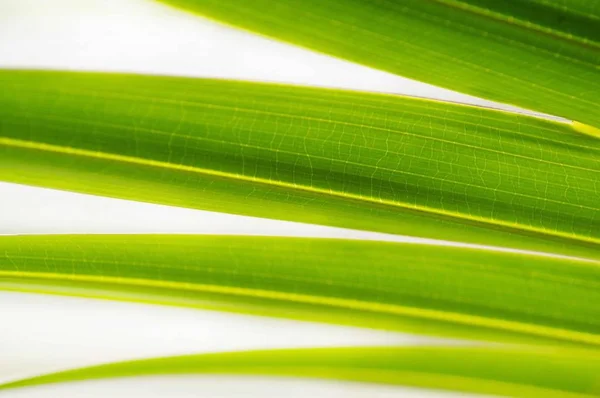 Hoja Verde Textura Fondo Flora — Foto de Stock