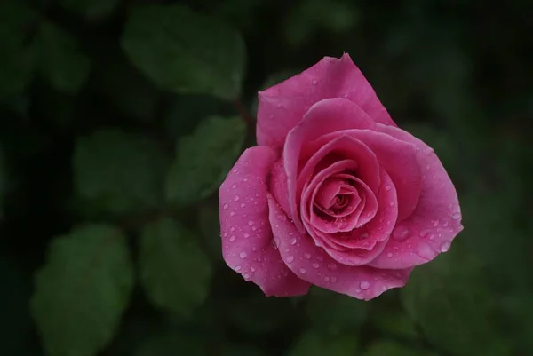 Flor Tierna Flor Primavera Durante Día — Foto de Stock