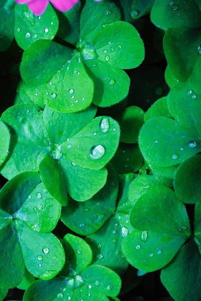 Zelené Listové Pozadí Kapkami Vody — Stock fotografie