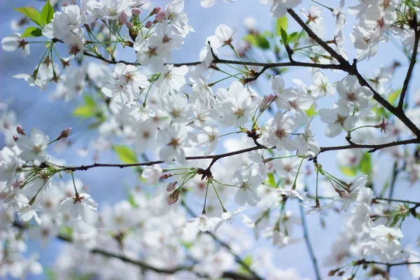 Virágzó Cseresznyefa Tavasszal Virágok Ágakon — Stock Fotó