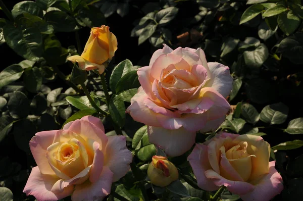 Primer Plano Hermosas Flores Rosas Flor — Foto de Stock