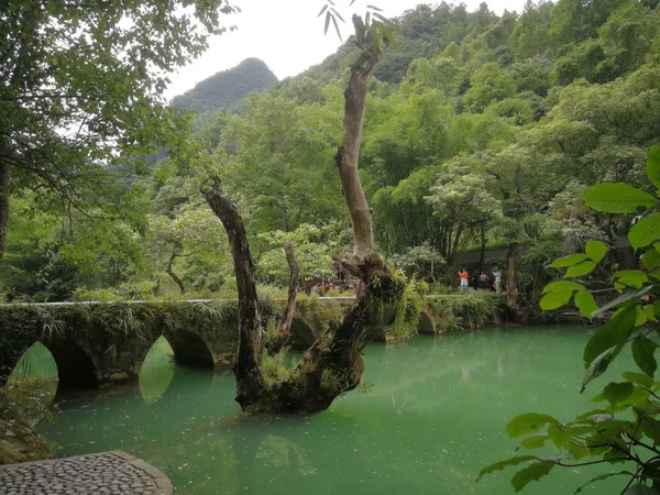 Hermoso Jardín Tropical Parque — Foto de Stock