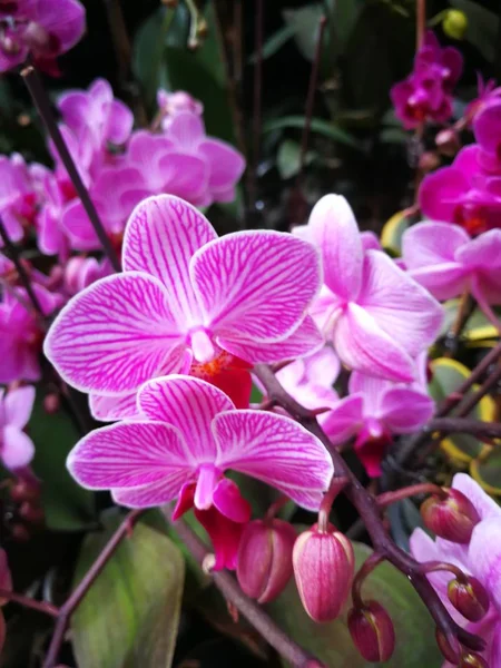 Beautiful blooming orchid plant