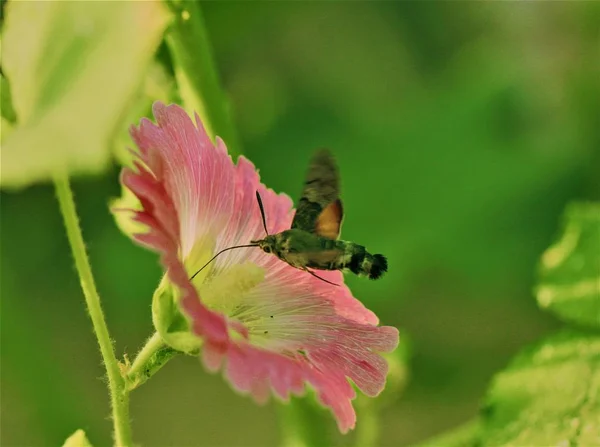 close up of a flower in the garden and butterfly