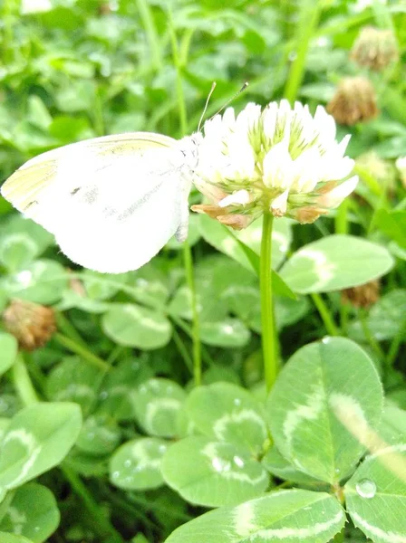 butterfly on a flower in the garden