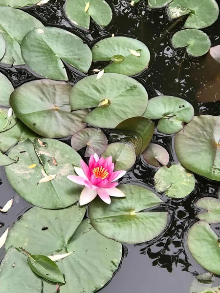 Nenúfar Acuático Loto Botánica — Foto de Stock