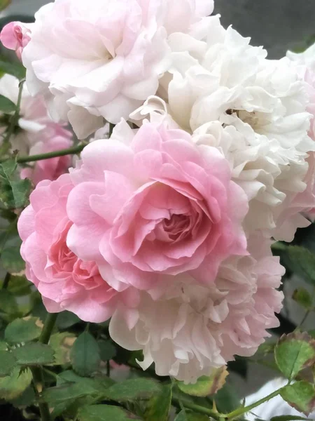 Hermosa Flor Verano Flora Naturaleza — Foto de Stock