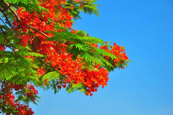 Ramas Árboles Bosque Flora — Foto de Stock