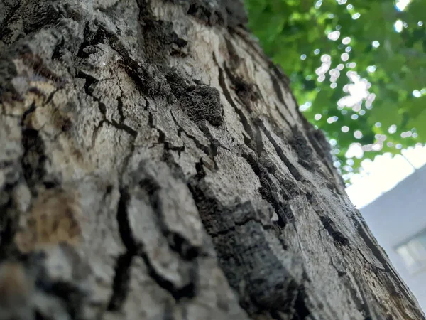 Corteza Árbol Textura Fondo Medio Ambiente — Foto de Stock