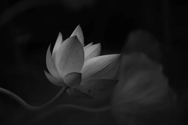 view of lotus flower blossom in black and white