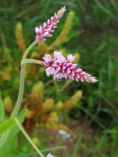 Piękne Kwiaty Kwitną Flora Natura — Zdjęcie stockowe