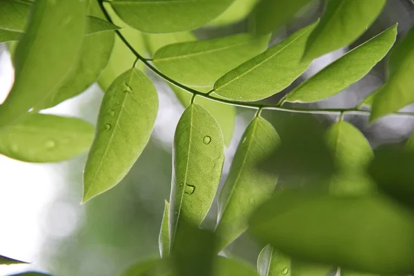 Hojas Verdes Árbol — Foto de Stock