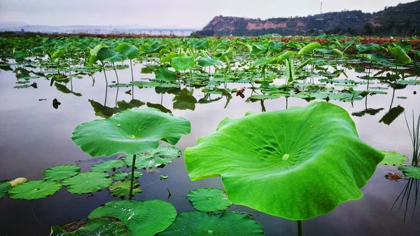 Flor Loto Estanque — Foto de Stock