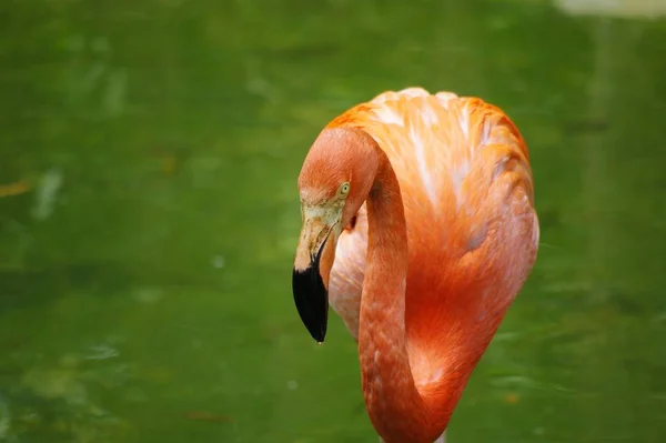 Flamingo Rosa Pássaros Flora Natureza — Fotografia de Stock