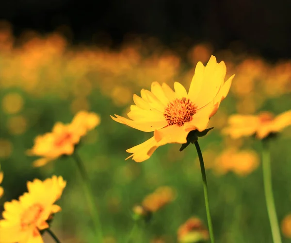 Hermoso Plano Botánico Fondo Pantalla Natural — Foto de Stock