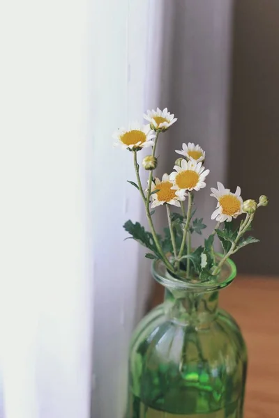 Flores Amarillas Pétalos Flora — Foto de Stock