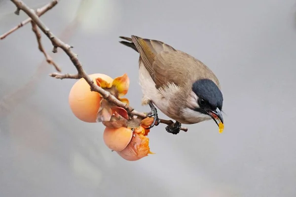 Blick Auf Wildvogel — Stockfoto