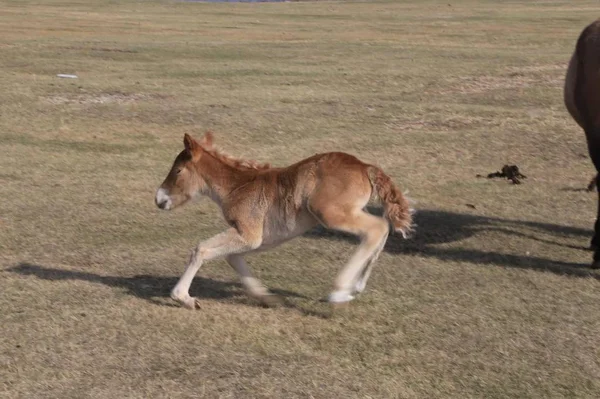 Caballo Campo — Foto de Stock