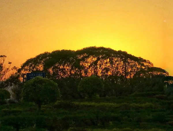 trees on the hill at sunset