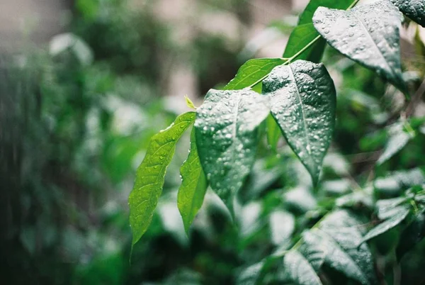 Hoja Verde Árbol — Foto de Stock