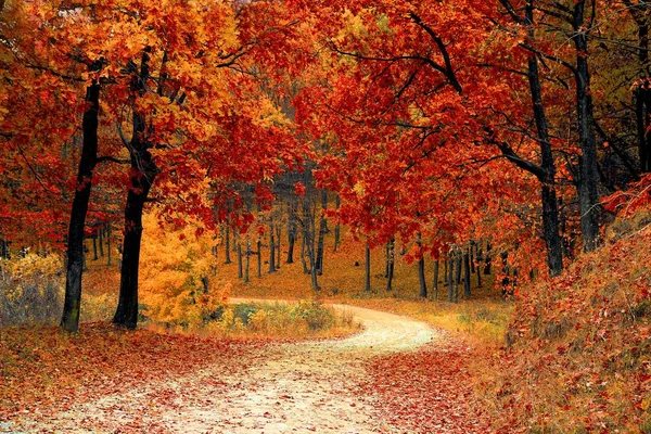 Herbstlandschaft Mit Bunten Blättern — Stockfoto