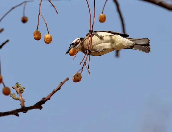 Ağaçtaki Kuşlar — Stok fotoğraf