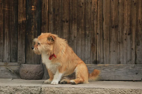 Perro Marrón Patio — Foto de Stock