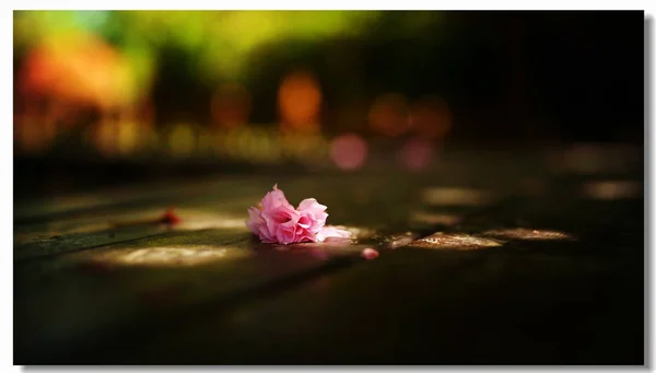 beautiful pink flower background