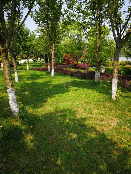 park with green grass and trees