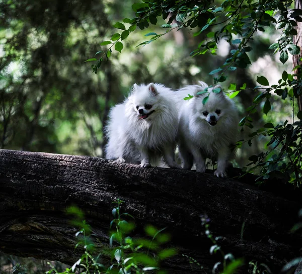 Pequeño Gato Sienta Árbol — Foto de Stock