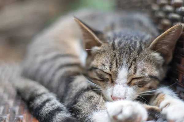 Vue Rapprochée Chat Poilu Mignon — Photo