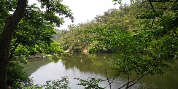Vista Del Río Bosque — Foto de Stock