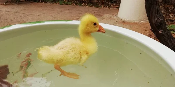 duck and ducklings in the garden