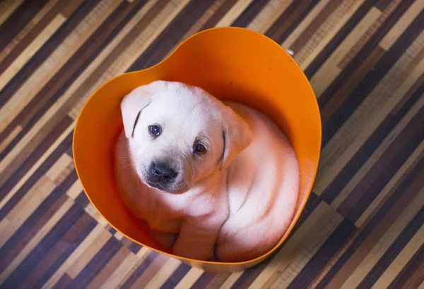 Retrato Del Perro Casa Durante Día — Foto de Stock