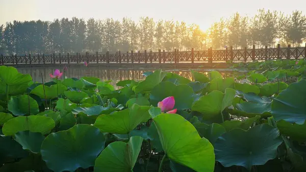 Hermoso Paisaje Con Estanque Una Flor — Foto de Stock