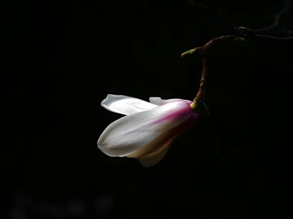 Hermosas Flores Primavera Sobre Fondo Negro — Foto de Stock